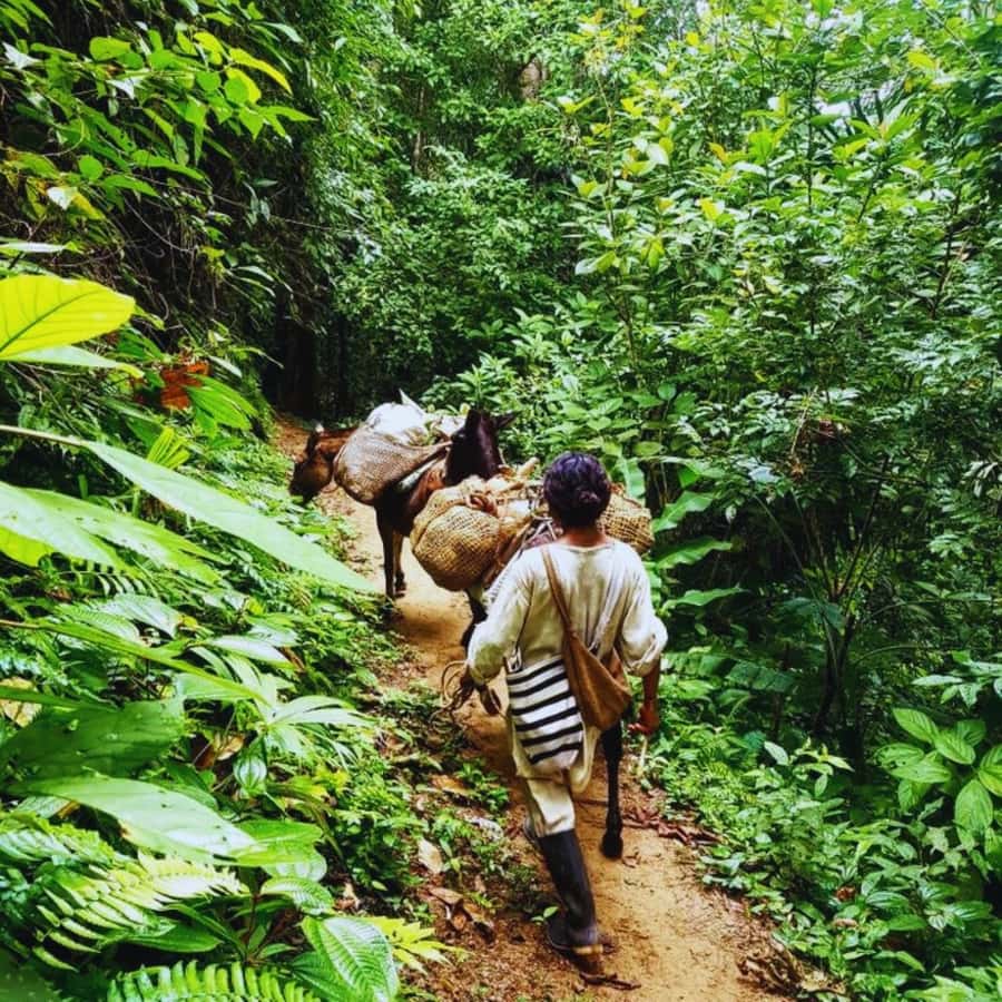 Trekking History and Indigenous Heritage in Minca + Cacao & Coffee + Waterfall - Historic Tayrona routes through jungle life