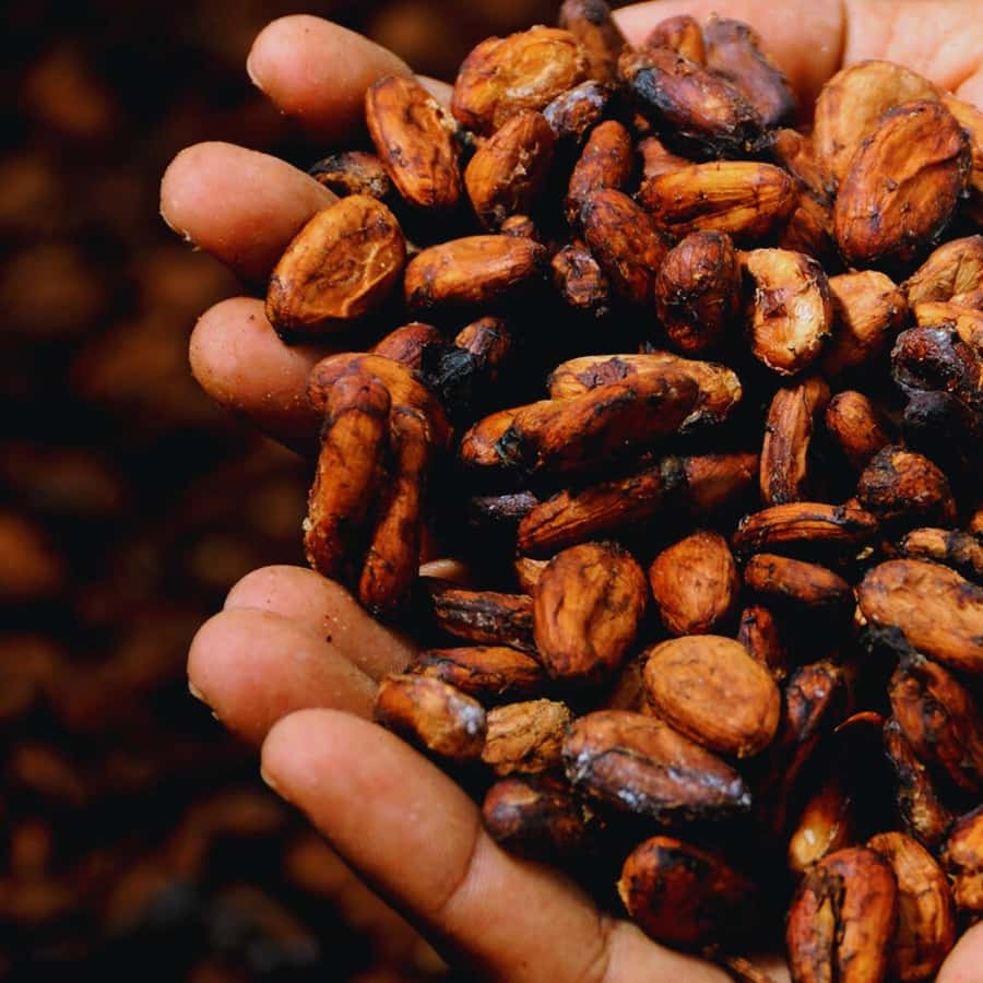 Trekking History and Indigenous Heritage in Minca + Cacao & Coffee + Waterfall - Price and what you truly get for your $41