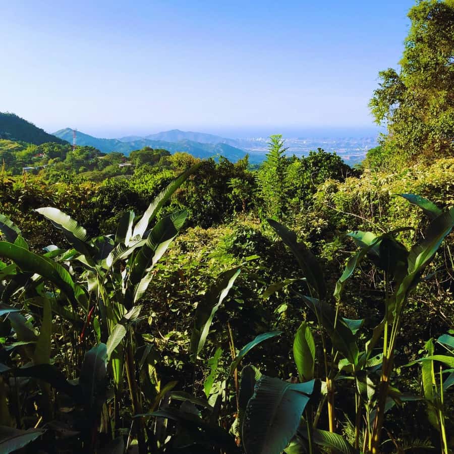 Trekking History and Indigenous Heritage in Minca + Cacao & Coffee + Waterfall - Who this tour fits best