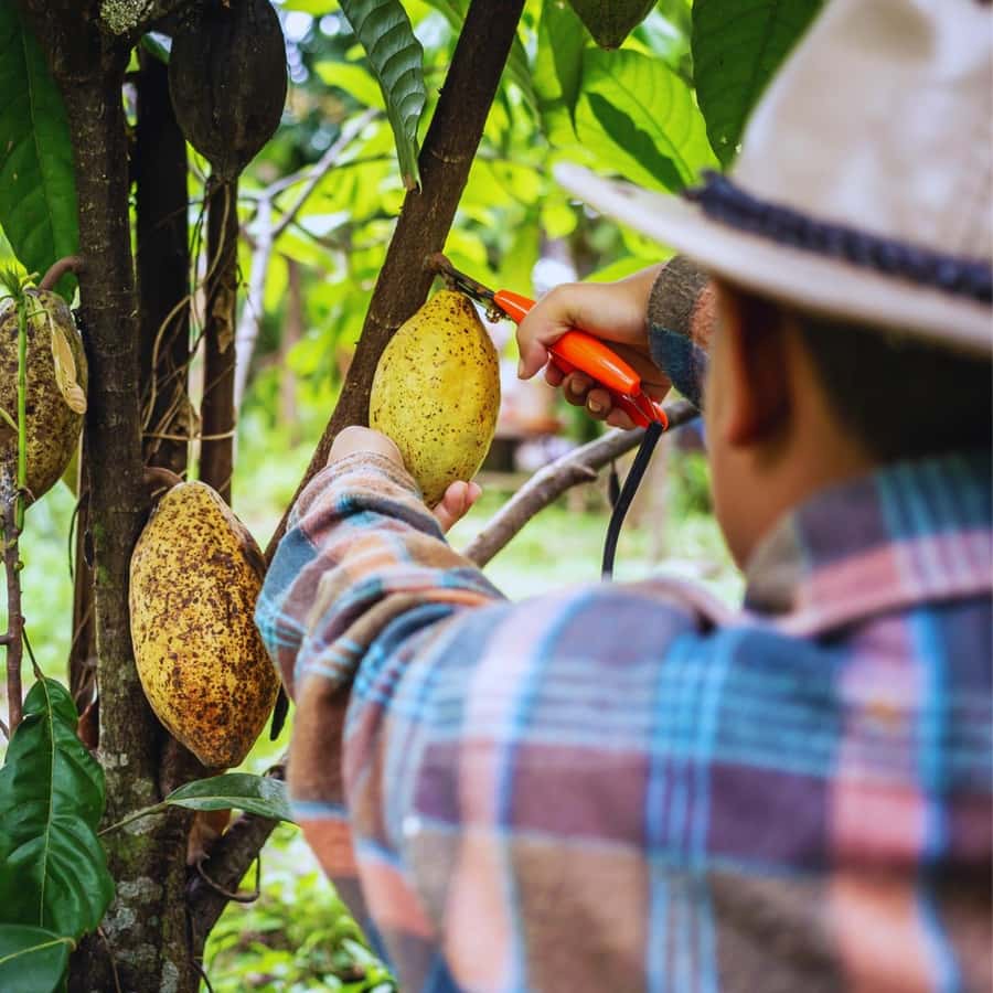 Trekking History and Indigenous Heritage in Minca + Cacao & Coffee + Waterfall - What to pack so the day stays comfortable