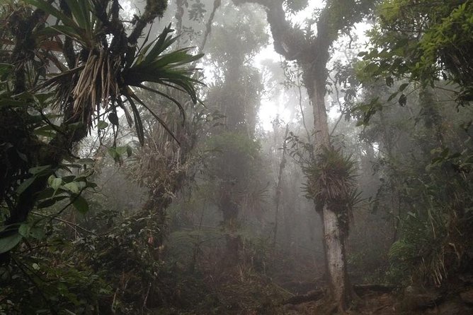 Trekking to Pico de Loro - Why Pico de Loro from Pance is worth your time