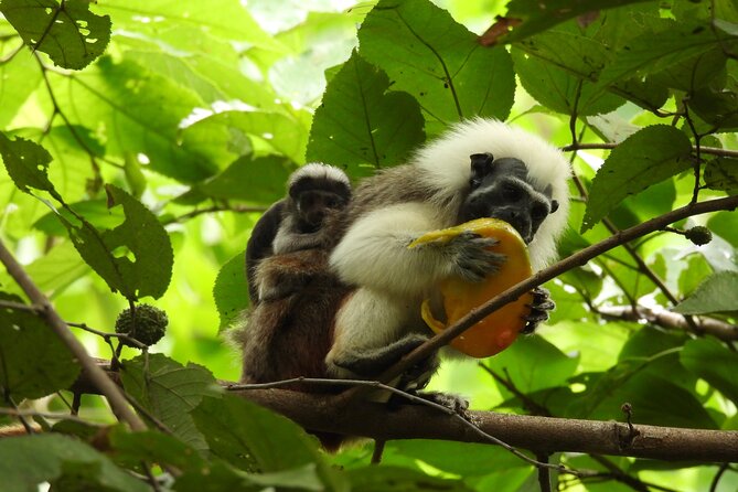 UTV Thrills & Horseback Ride at Wildlife Paradise Near Cartagena - Who Should Book This and Who Might Want a Different Day