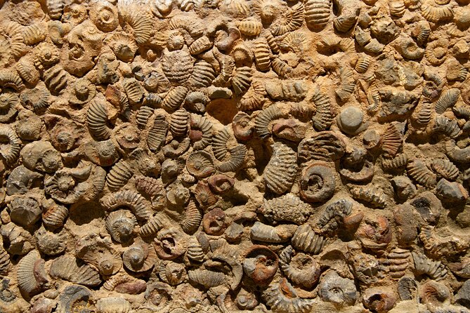 Villa de Leyva Full Day Private Tour (12 Hrs.) - Museo El Fosil: dinosaurs, fossils, and Colombia’s geology in one hit