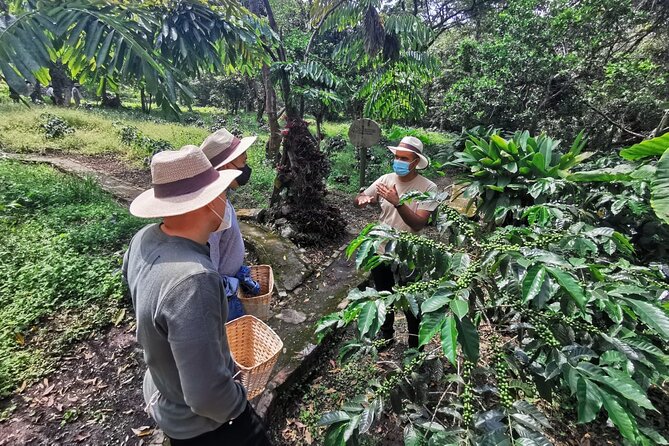 Visit and live a colombian coffee plantation (group tour) - Key Points You Should Know Before You Go