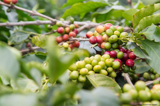 Visit and live a colombian coffee plantation (group tour) - Lunch Time: Included Time, Not Included Food